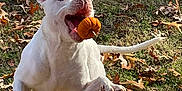 Sunny Dew is registered to the contest to win money with this photo: dog, white_dog, leaping, catching, pumpkin, autumn_leaves, grass, outdoor, playful, pet, animal, fall, energetic, mouth_open, tail, ears_up, daylight, nature, active, fun