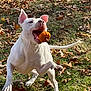 dog, white_dog, leaping, catching, pumpkin, autumn_leaves, grass, outdoor, playful, pet, animal, fall, energetic, mouth_open, tail, ears_up, daylight, nature, active, fun