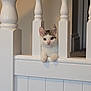 kitten, cat, stairs, wooden, railing, balusters, white, indoor, pet, animal, curious, paws, fur, face, ears, young, domestic, feline, home, cute