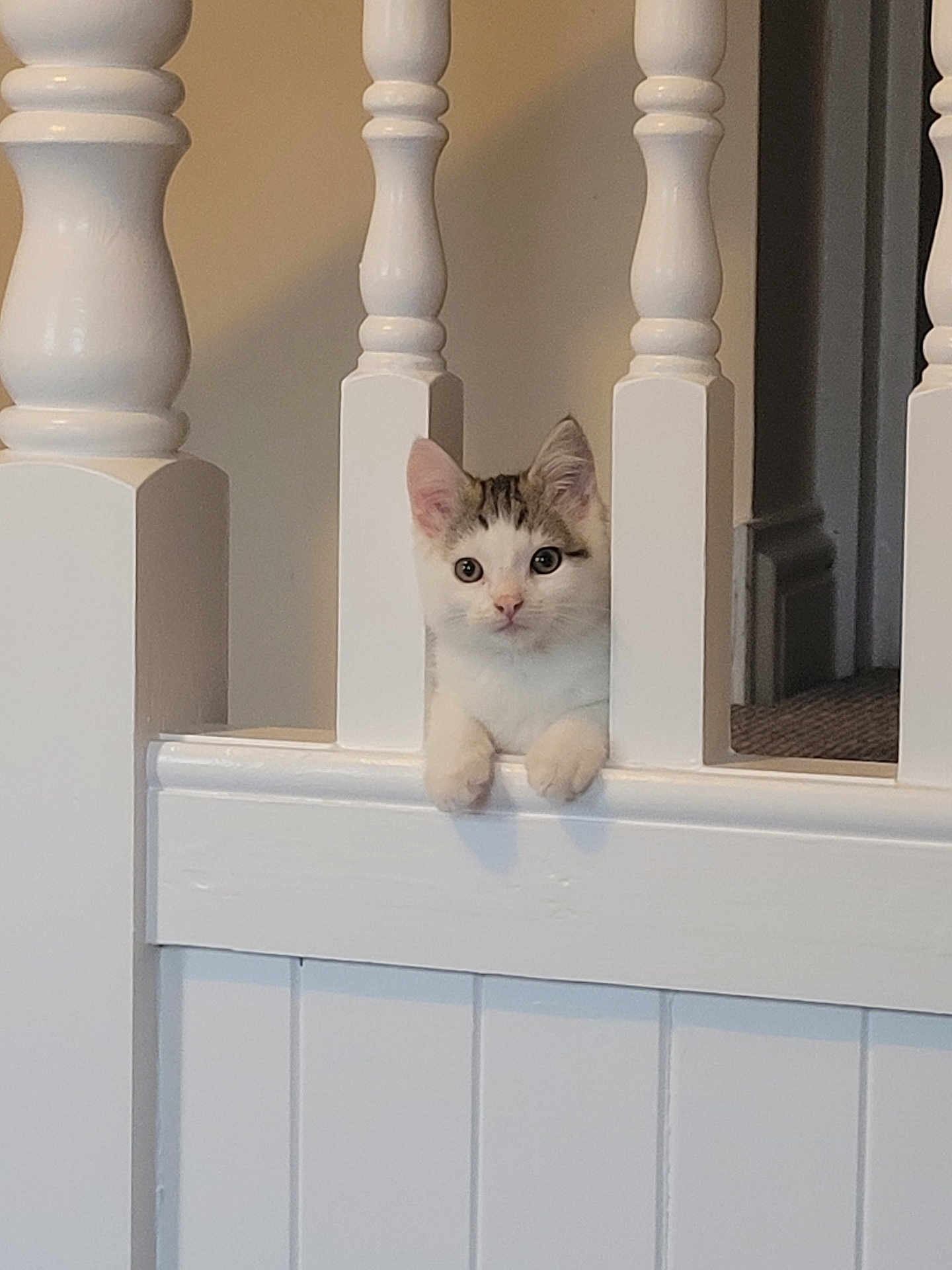 Rocket is registered to the contest to win money with this photo: kitten, cat, stairs, wooden, railing, balusters, white, indoor, pet, animal, curious, paws, fur, face, ears, young, domestic, feline, home, cute