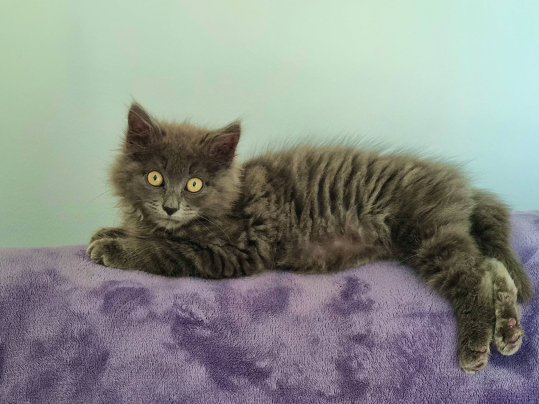 Cachou participe au concours pour gagner de l'argent avec cette photo : british_longhair, carnivore, cat, cat_supply, claw, comfort, domestic_short_haired_cat, fawn, felidae, fur, grey, paw, sitting, small_to_medium_sized_cats, snout, tail, terrestrial_animal, whiskers