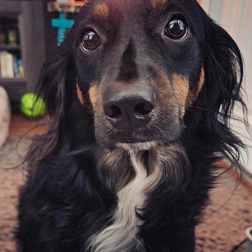 Harper Rose Thornton