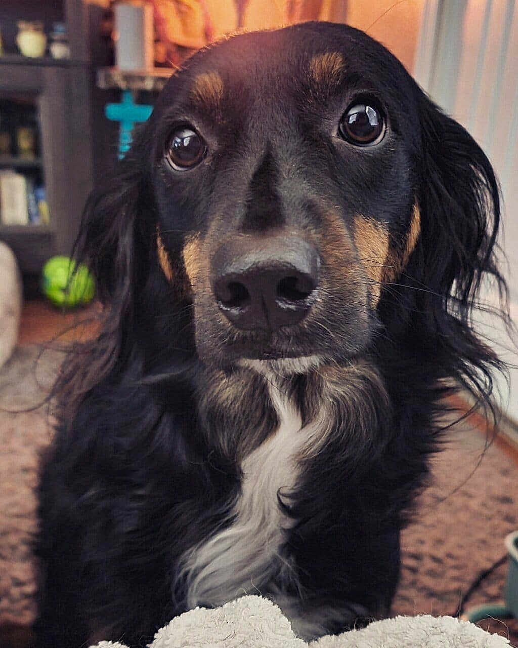 Harper Rose Thornton is registered to the contest to win money with this photo: dog, close_up, portrait, black_dog, brown_dog, indoor, pet, animal, fur, white_patch, eyes, face, snout, curly_fur, looking, cute, companion, domestic, mammal, home