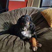 Harper Rose Thornton joined the competition — help win amazing prizes! dog, black_and_tan, white_fur, beanbag_chair, indoor, cozy, crossed_paws, pet, animal, fur, relaxed, couch, furniture, home, living_room, chair, window_blinds, pillow, domestic_animal, cute