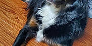 Harper Rose Thornton is registered to the contest to win money with this photo: dog, black_and_tan, long_hair, lying_down, wooden_floor, quilted_blanket, indoor, pet, canine, looking_up, fur, ears, paws, snout, animal, companion, relaxed, domestic, cute, friendly