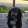 Harper Rose Thornton is registered to the contest to win money with this photo: dog, black_dog, brown_dog, curly_fur, deck, wooden_deck, glass_railing, trees, mountains, sunset, outdoor, pet, animal, suburban, fence, nature, scenic, portrait, looking_away, quiet