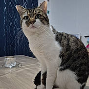 Locky participe au concours pour gagner de l'argent avec cette photo : cat, cozy, curious, curtains, domestic_animal, ears, eyes, feline, fur, household, indoor, pet, portrait, shadow, sitting, tabby, table, whiskers, white, wooden_table