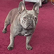 Piper is registered to the contest to win money with this photo: dog, french_bulldog, pet, indoor, carpet, maroon, brown, ears, alert, animal, canine, floor, furniture, shelf, candle, standing, looking, house, room, domestic