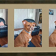 Oasis a rejoint le concours — aidez-le/la à gagner de superbes lots ! dog, brown_dog, blue_collar, triptych, framed_photo, couch, leather_chair, living_room, wooden_floor, pet, portrait, indoor, furniture, wall_art, curious_expression, seated, home_interior, decor, animal, canine