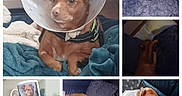 Oasis participe au concours pour gagner de l'argent avec cette photo : adult, animal, art, baby, bulldog, canine, collage, couch, dog, face, furniture, head, hound, male, man, person, pet, photography, portrait, sleeping