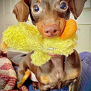 Luna joined the competition — help win amazing prizes! dog, puppy, toy, yellow_toy, blanket, indoor, pet, cute, small_dog, brown_dog, playful, fur, ears, nose, eyes, face, animal, companion, domestic_animal, adorable