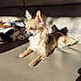 animal, armchair, canine, cat, chair, chihuahua, cockerspaniel, couch, dog, eskimodog, fox, furniture, hound, indoors, kitfox, kitten, papillon, pet, puppy, terrier