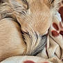 animal, blanket, canine, cat, chihuahua, cockerspaniel, dog, fox, goat, hound, kitten, papillon, person, pet, pig, puppy, rabbit, sleeping, snout, terrier