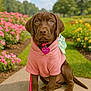 puppy, dog, chocolate_labrador, pink_hoodie, butterfly_wings, leash, sidewalk, flower_bed, green_grass, trees, outdoor, sunny, cute, pet, animal, garden, nature, portrait, sitting, young