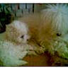 dog, fluffy, pet, animal, indoor, lying_down, furry, two_animals, companion, cute, cuddling, blurred, pixelated, domestic_animal, friendship, resting, fur, mammal, small_dog, canine