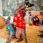Naomi participe au concours pour gagner de l'argent avec cette photo : sphynx_cat, cat, hairless_cat, pet, holiday_clothing, christmas_sweater, ornament, yellow_star, blanket, couch, decor, pillow, christmas_theme, indoor, leafy_wallpaper, pet_fashion, festive, cute, animal, holiday