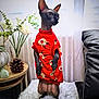 sphynx_cat, hairless_cat, red_sweater, reindeer_pattern, indoor, fluffy_rug, table, pinecone, flowers, curtains, natural_light, pet_clothing, cat_standing, looking_away, cozy, decor, furniture, black_leather_couch, plant, holiday_theme