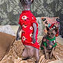 Naomi participe au concours pour gagner de l'argent avec cette photo : cat, sphynx_cat, hairless_cat, holiday_sweater, christmas, blanket, couch, pillow, indoor, pet, animal, feline, furless, decor, patterned_clothing, sitting, standing, looking_up, looking_at_camera, furniture