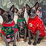 Naomi participe au concours pour gagner de l'argent avec cette photo : sphynx_cat, cat, hairless_cat, pet, holiday_sweater, christmas, festive_clothing, indoor, couch, blanket, decorations, ornament, animal, three_animals, posing, feline, looking_at_camera, holiday_theme, home, cute