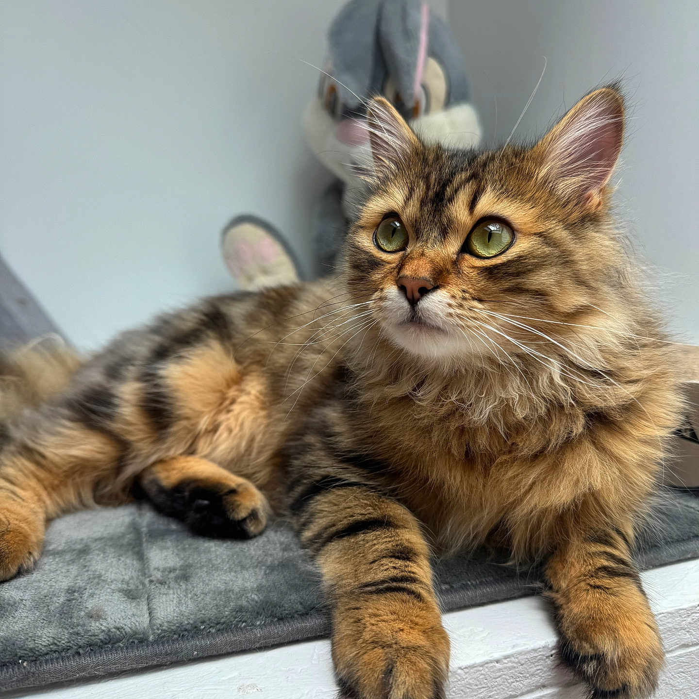 Wilo participe au concours pour gagner de l'argent avec cette photo : animal, cat, closeup, cozy, cute, feline, fluffy, fur, green_eyes, indoor, paws, pet, plush_toy, portrait, rabbit_toy, relaxed, resting, soft_mat, tabby, whiskers