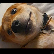 Bear is registered to the contest to win money with this photo: dog, close_up, collar, pet, canine, lying_down, face, nose, fur, tag, animal, cute, domestic_animal, expression, whiskers, sleepy, resting, indoor, muzzle, portrait