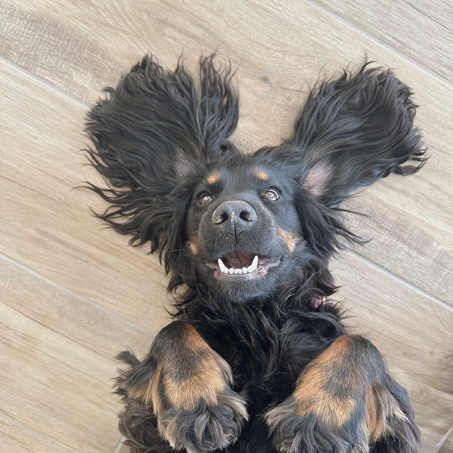 Vaïa a rejoint le concours — aidez-le/la à gagner de superbes lots ! dog, black_dog, tan_markings, long_ears, happy, smiling, lying_down, wooden_floor, pet, canine, fur, playful, cute, domestic_animal, ears_flared, closeup, portrait, indoor, animal, friendly