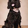 dog, black_dog, curly_fur, bandana, heart_pattern, tongue_out, pet, sitting, floor, portrait, cute, friendly, indoor, canine, animal, fur, ears, nose, eyes, collar