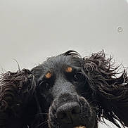 Vaïa a rejoint le concours — aidez-le/la à gagner de superbes lots ! dog, black_dog, curly_ears, bone, pet, close_up, animal, cute, portrait, indoor, looking_down, fur, nose, whiskers, playful, chewing, canine, domestic_animal, head, expression