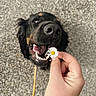 Vaïa a rejoint le concours — aidez-le/la à gagner de superbes lots ! dog, black_dog, tan_markings, flower, daisy, hand, pet, outdoor, gravel, closeup, happy_dog, teeth, tongue, nose, leash, playful, animal, nature, cute, canine
