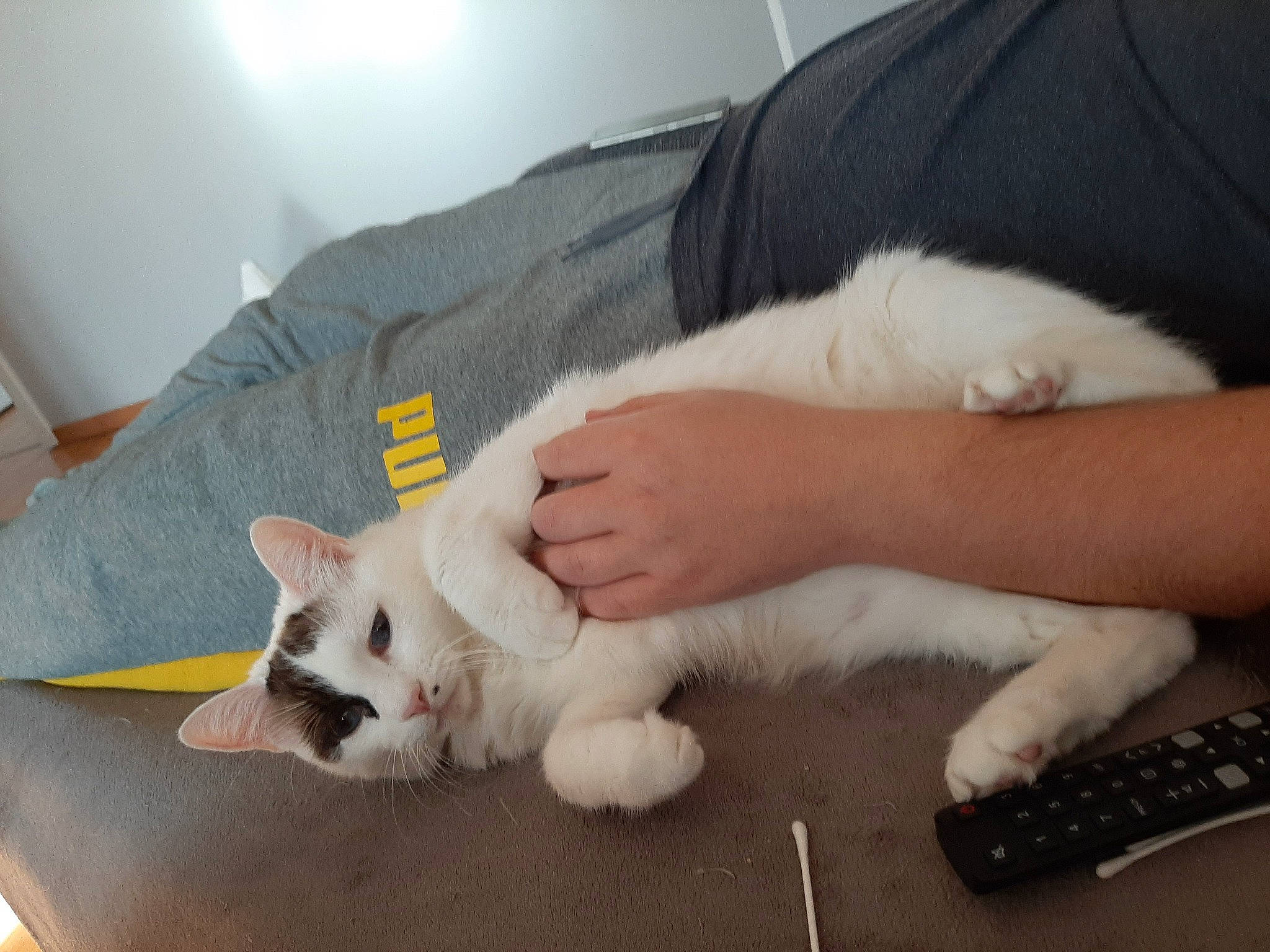 Leo a rejoint le concours — aidez-le/la à gagner de superbes lots ! berger_blanc_suisse, canidae, carnivore, companion_dog, dog, dog_breed, foot, mammal, non_sporting_group, paw, pembroke_welsh_corgi, puppy, vertebrate, whiskers