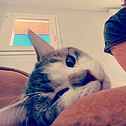 Brume a rejoint le concours — aidez-le/la à gagner de superbes lots ! abyssinian, animal, architecture, armchair, building, cat, chair, couch, furniture, head, indoors, interiordesign, kitten, livingroom, manx, person, pet, room, siamese, window