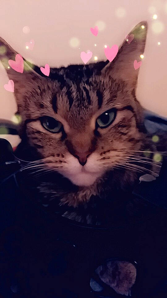 Ellen is registered to the contest to win money with this photo: carnivore, cat, claw, comfort, darkness, domestic_short_haired_cat, felidae, fur, grass, iris, night, organism, paw, plant, sky, small_to_medium_sized_cats, snout, square, tree, whiskers