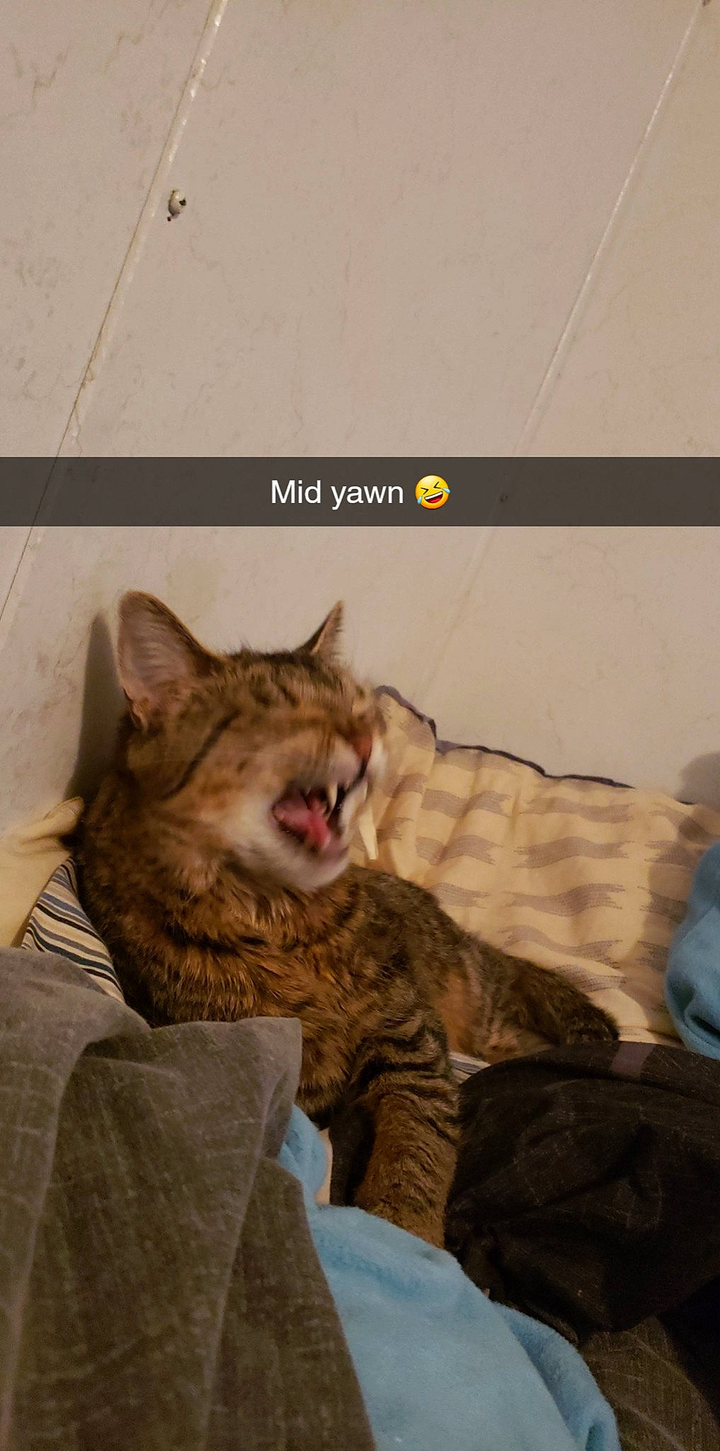 Ellen joined the competition — help win amazing prizes! art, carnivore, cat, claw, comfort, domestic_short_haired_cat, fang, felidae, fur, jaw, nap, paw, photo_caption, small_to_medium_sized_cats, snout, tail, terrestrial_animal, whiskers, wildlife, yawn