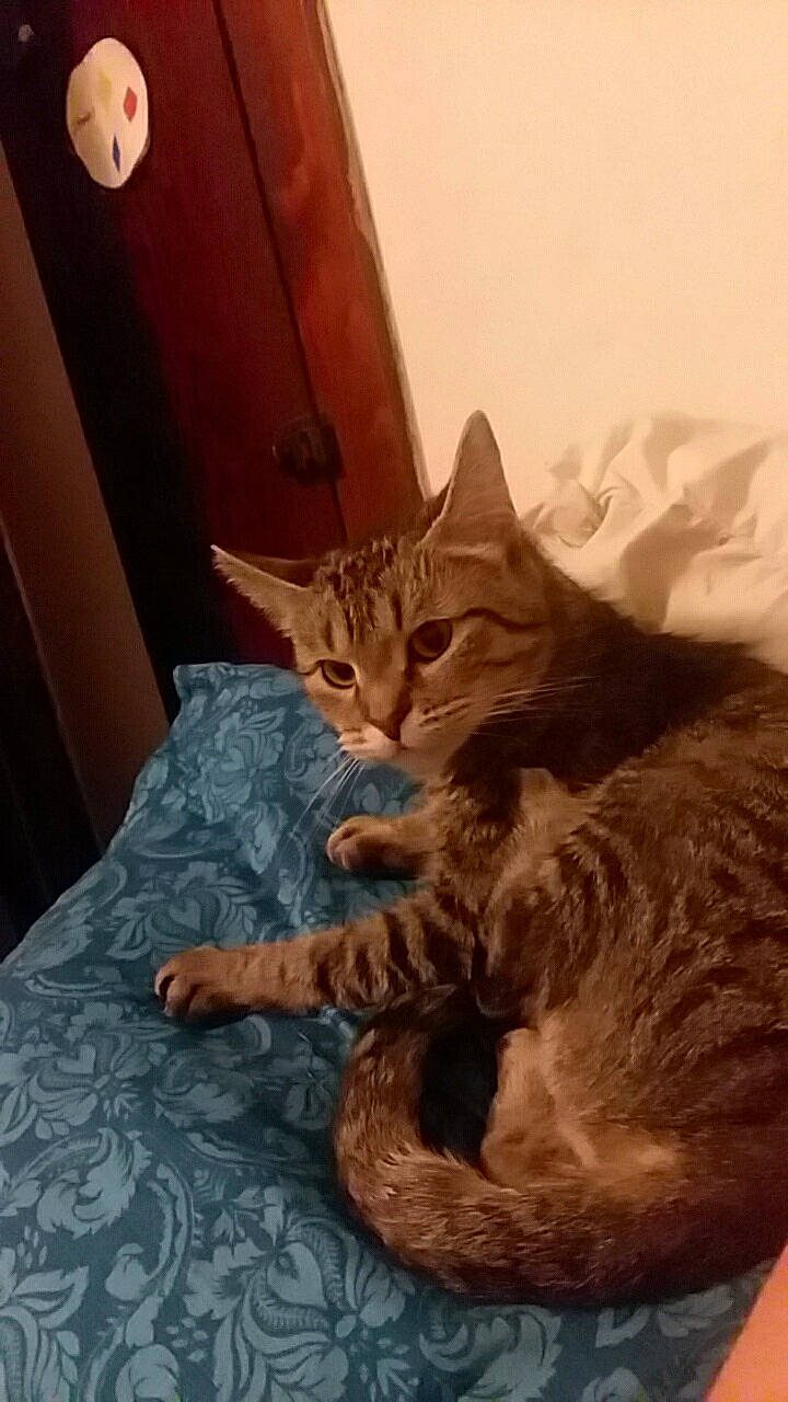 Ellen joined the competition — help win amazing prizes! bed, brown, carnivore, cat, cat_supply, claw, comfort, domestic_short_haired_cat, fawn, felidae, fur, hardwood, linens, paw, sitting, small_to_medium_sized_cats, snout, tail, whiskers, wood