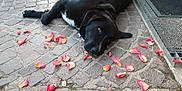 Papouille participe au concours pour gagner de l'argent avec cette photo : animal, black_dog, calm, closeup, cobblestone, curious, dog, doorstep, ears, flower_petals, ground, lying_down, muzzle, nature, outdoor, pavement, pet, resting, sidewalk, white_patch