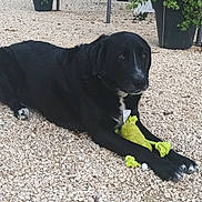 Papouille participe au concours pour gagner de l'argent avec cette photo : animal, backyard, black_dog, casual, daylight, dog, front_paws, fur, gravel, lying_down, outdoor, pet, plants, plush_toy, potted_plants, quiet, relaxed, tail, toy, white_markings
