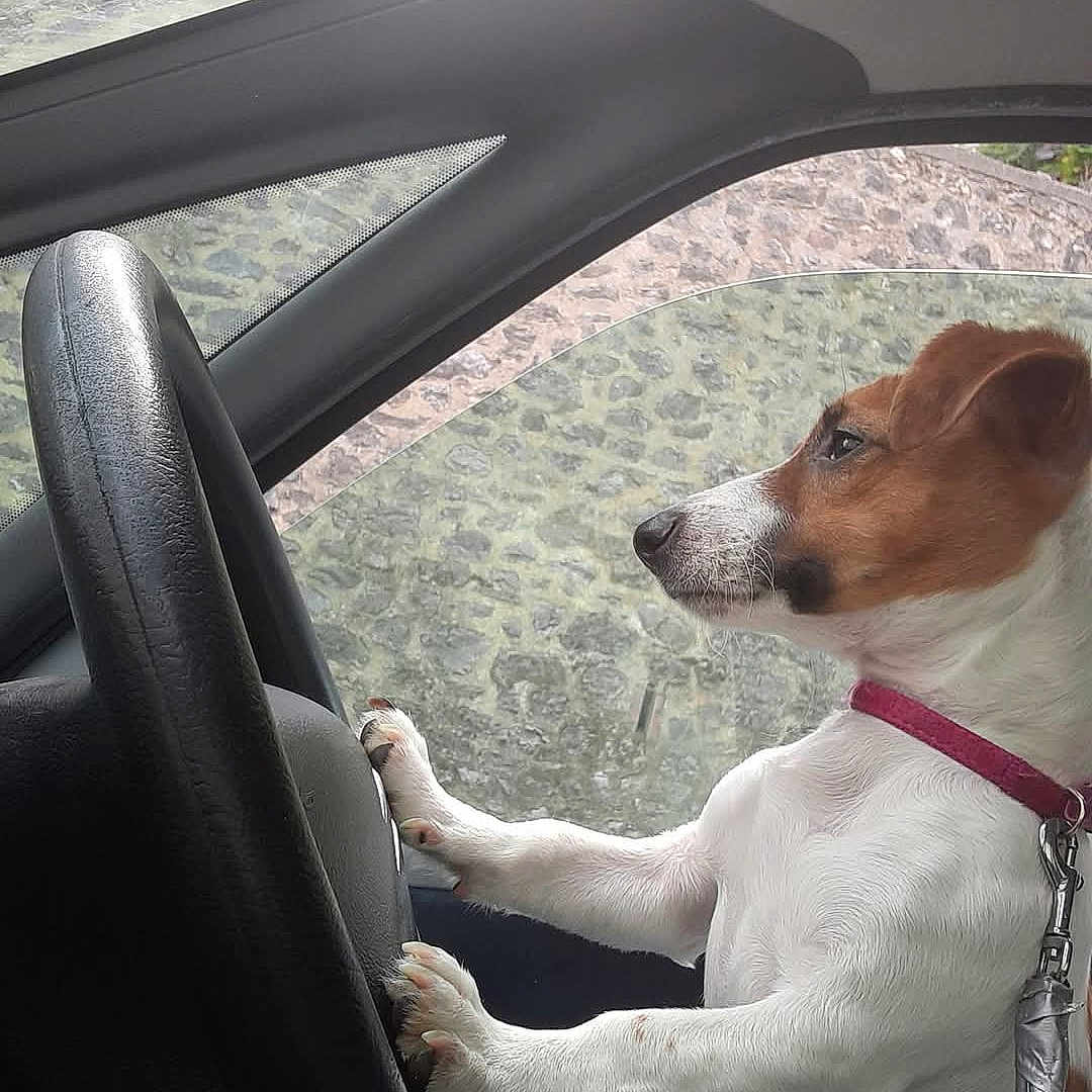 Oswald Oswald a rejoint le concours — aidez-le/la à gagner de superbes lots ! animal, canine, device, dog, driving, face, grass, head, hound, lawn, lawnmower, person, pet, photography, plant, portrait, puppy, tool, transportation, vehicle