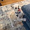 Gizmo is registered to the contest to win money with this photo: dog, small_dog, fluffy, blue_collar, indoor, couch, rug, wooden_floor, happy, playful, pet, animal, tongue_out, paws, standing, home_interior, furniture, cute, companion, domestic