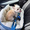 dog, small_dog, pet_bed, car_interior, car_seat, leash, happy, panting, fluffy, cute, travel, cozy, plush, blue_leash, seatbelt, fur, animal, companion, indoor, transportation