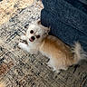 Gizmo joined the competition — help win amazing prizes! dog, small_dog, fluffy, cream_fur, white_fur, tongue_out, blue_couch, carpet, indoor, pet, cute, looking_up, floor, home, animal, tail, fur, companion, domestic, resting