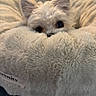dog, white_dog, fluffy, pet_bed, plush, soft, cozy, ears, eyes, animal, indoor, cute, resting, comfort, relaxation, serenity, furry, small_dog, close_up, home