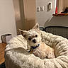 dog, small_dog, scruffy, plush_bed, cozy, indoor, wooden_floor, pet, curious, ears, collar, furniture, home, relaxed, bed, animal, cute, looking_at_camera, domestic, companion