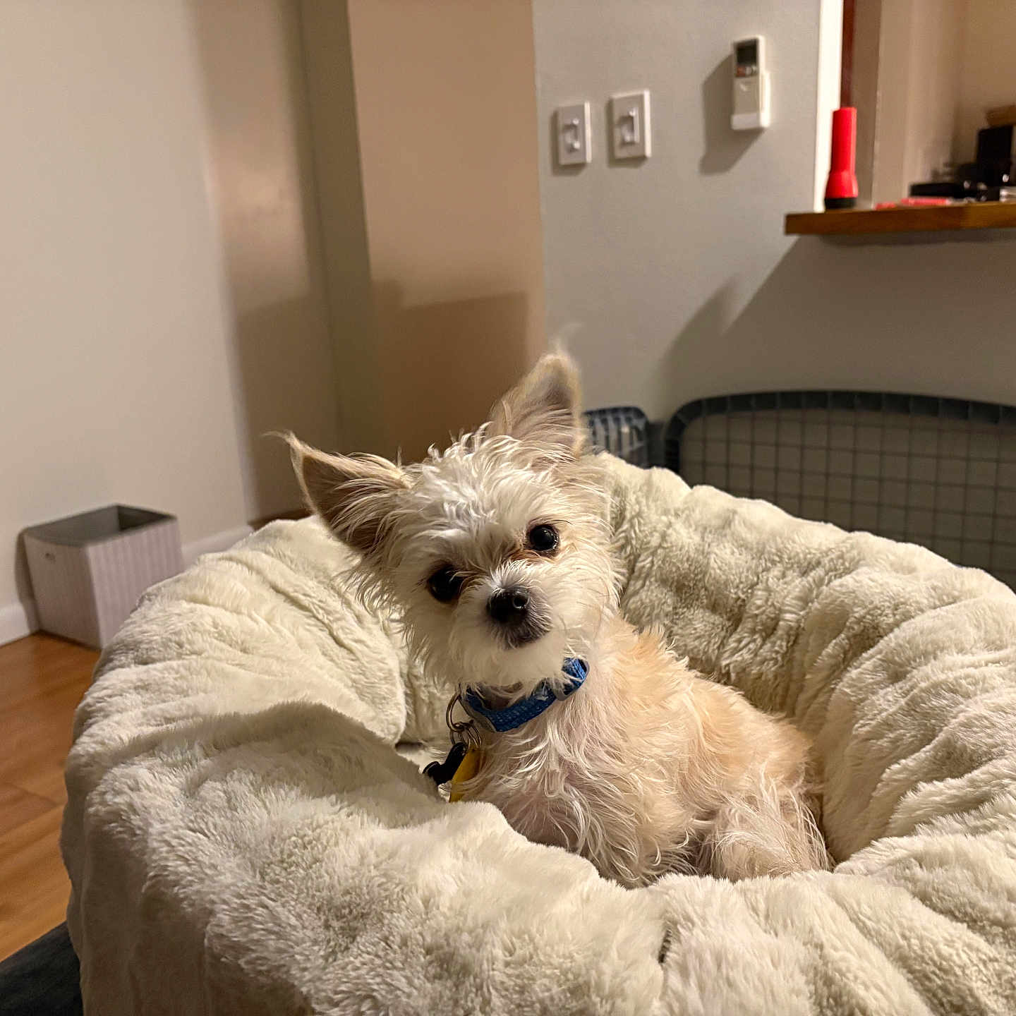Gizmo