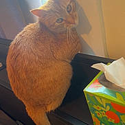 Gerry is registered to the contest to win money with this photo: cat, orange_cat, tabby, window, windowsill, tissue_box, indoor, feline, pet, curious, animal, fur, tail, light, shadow, cozy, resting, looking_back, home, domestic_cat