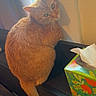 cat, orange_cat, tabby, window, windowsill, tissue_box, indoor, feline, pet, curious, animal, fur, tail, light, shadow, cozy, resting, looking_back, home, domestic_cat