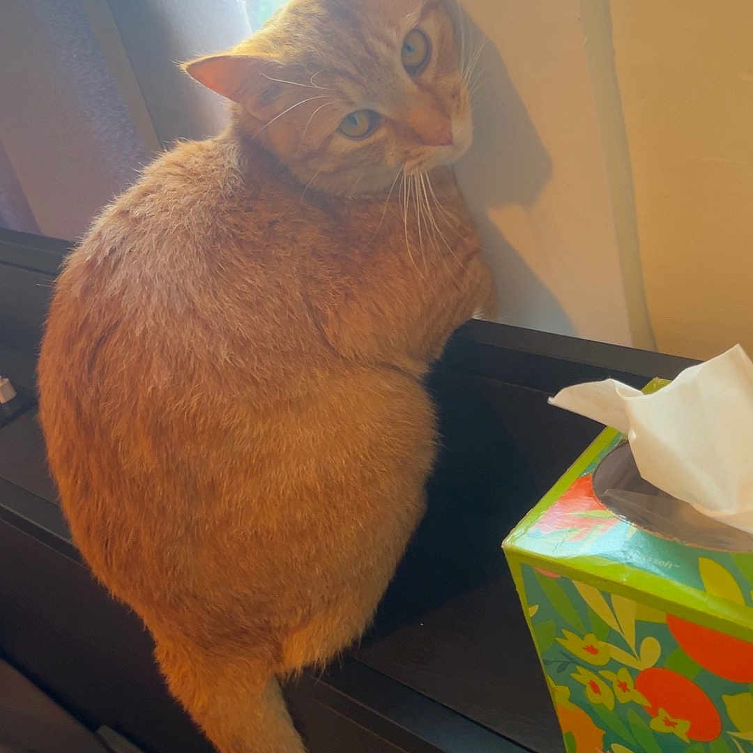 Gerry is registered to the contest to win money with this photo: cat, orange_cat, tabby, window, windowsill, tissue_box, indoor, feline, pet, curious, animal, fur, tail, light, shadow, cozy, resting, looking_back, home, domestic_cat