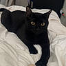 black_cat, cat, pet, indoor, bed, blanket, white_bedding, toy_mouse, animal, feline, cute, domestic_cat, relaxed, claw, curious, ears, whiskers, yellow_eyes, soft_texture, home