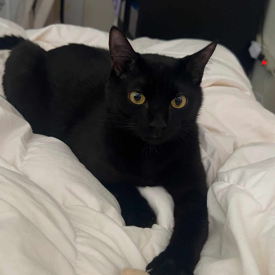 Onyx
