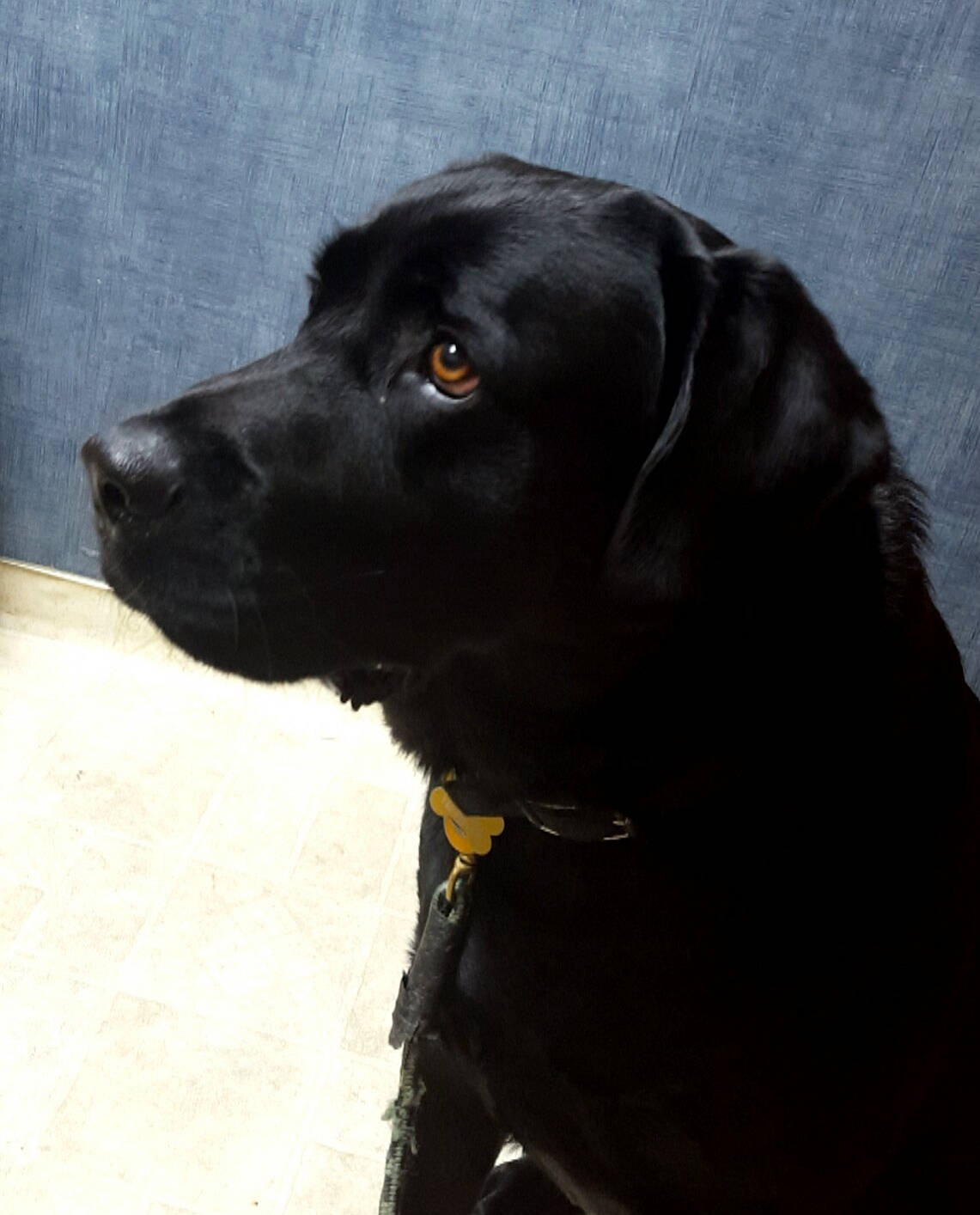 Tar joined the competition — help win amazing prizes! beagador, black, borador, canidae, carnivore, dog, dog_breed, flat_coated_retriever, hunting_dog, labrador_retriever, mammal, nose, patterdale_terrier, pointing_breed, puppy, rare_breed_dog, retriever, snout, sporting_group, vertebrate