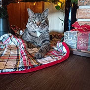 Bubba joined the competition — help win amazing prizes! cat, tabby, plaid_blanket, christmas_tree, ornament, gift, holiday, indoor, wood_floor, decorations, red, green, cozy, pet, feline, relaxed, home, festive, plant, lights